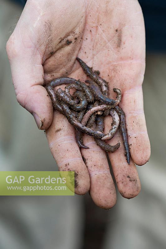 Lumbricus terrestris - Gardeners hand holding common earthworms