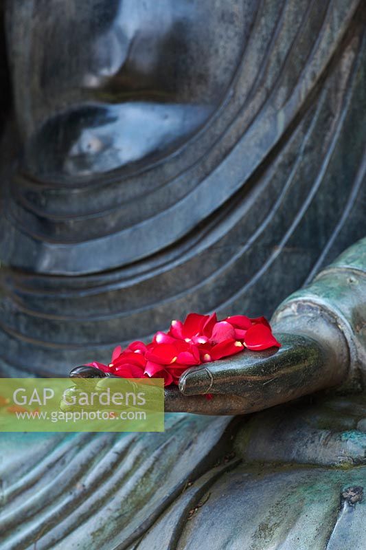 Red rose petals on a large garden buddha hand