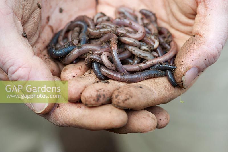 Lumbricus terrestris - Gardeners hands holding common earthworms 