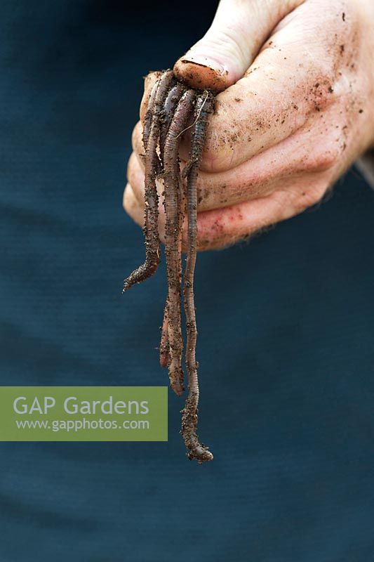 Lumbricus terrestris - Gardeners hand holding common earthworms 