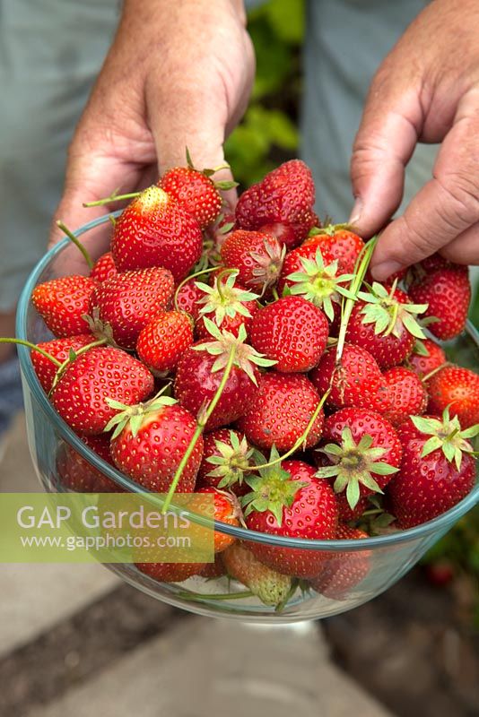 Harvesting strawberries