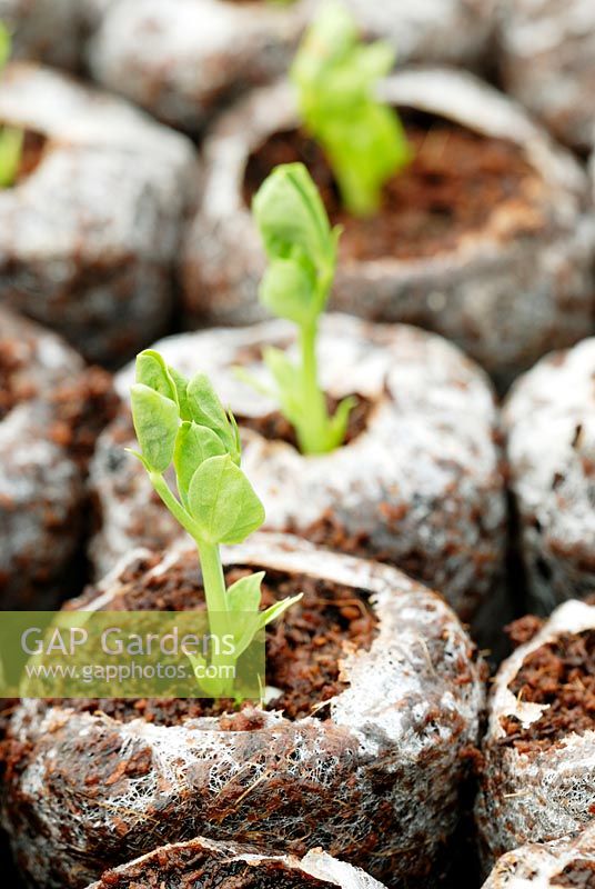 Pisum sativum - Pea 'Early Onward' seedlings growing in peat free pellets