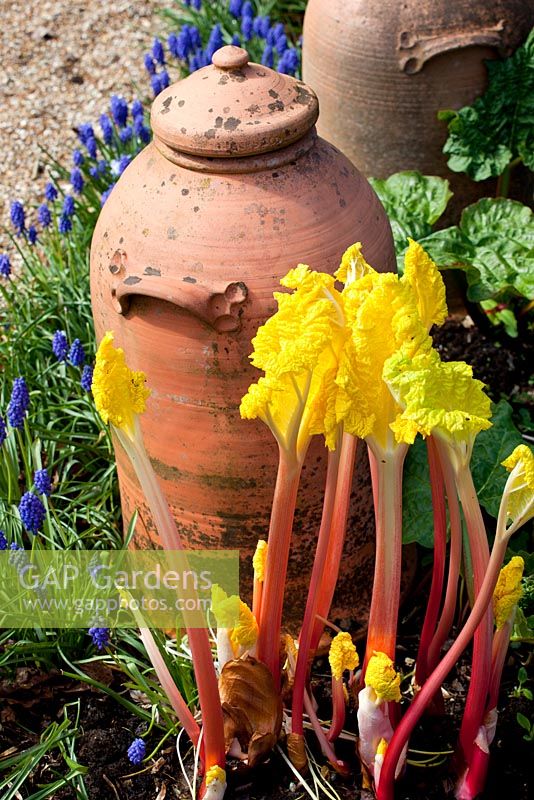 Rhubarb forcer with Rhubarb 'Timperley Early' and Muscair - Grape Hyacinths