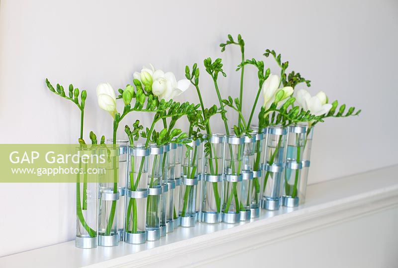 Freesias in glass vases on a mantlepiece