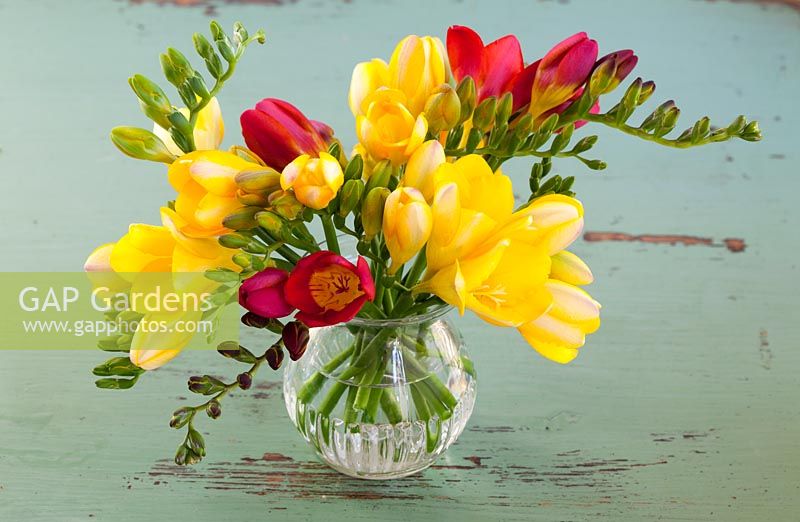 Mixed Freesias in a clear glass vase