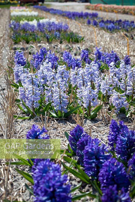 The Hyacinth trial fields at Floratuin Julianadorp. Light blue Hyacinth is Hyacinthus 'City of Bradford'