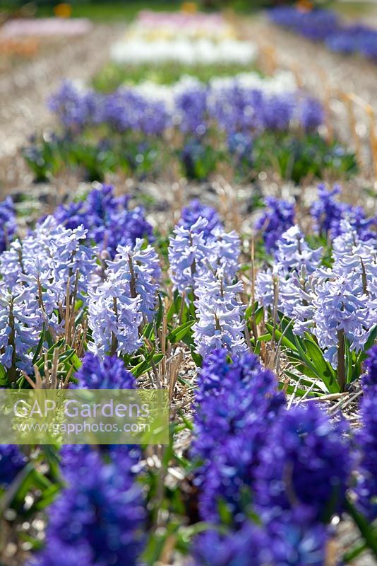 The Hyacinth trial fields at Floratuin Julianadorp. Light blue  Hyacinth is Hyacinthus 'City of Bradford'