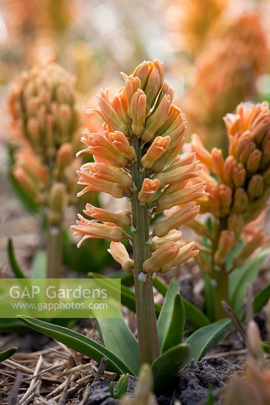 Hyacinthus orientalis 'Firelight'