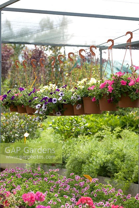 Hanging baskets under cover at Gitto Nursery in Palermo, Sicily, Italy