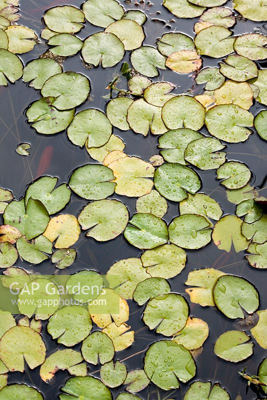 Nymphea - Water lilies at Gitto Nursery in Palermo, Sicily, Italy