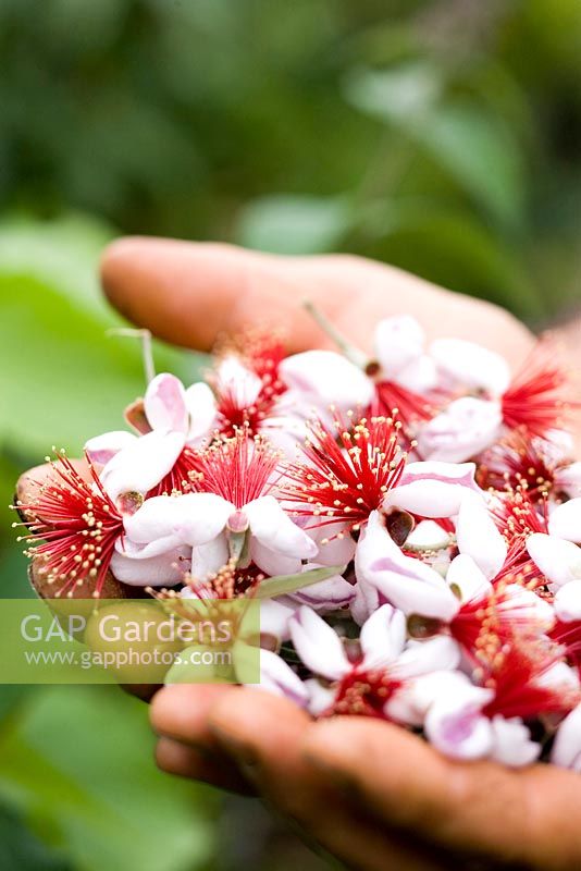 Person holding Acca Sellowiana Passiflora syn. Fejoa flowers