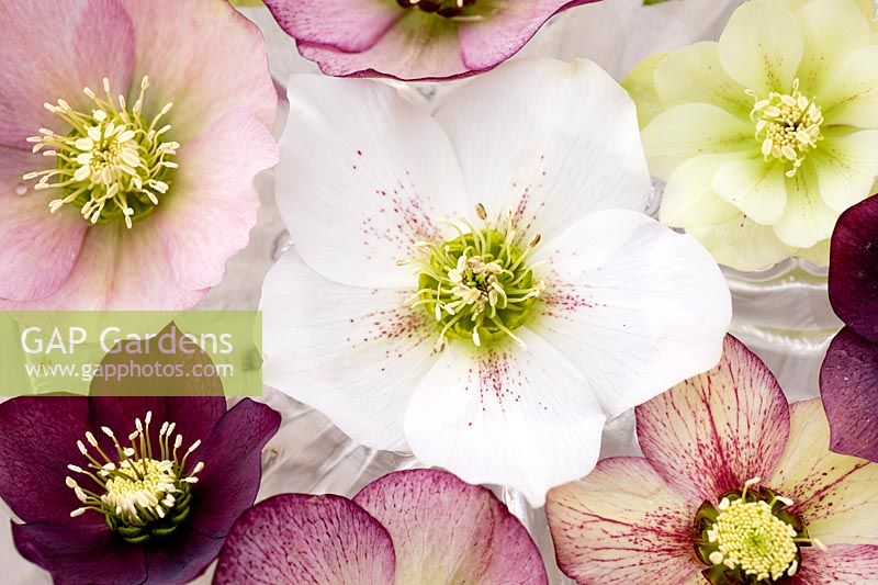 Hellebore flowers floating in vintage glass cake stand