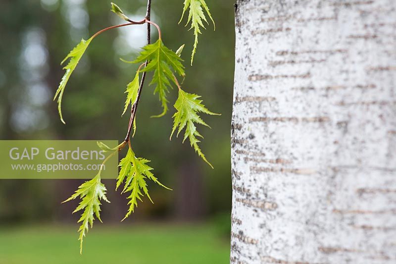 Betula pendula 'Dalecarlica' - Swedish Silver Birch 