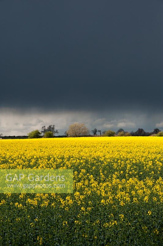 Brassica napus - Stormy rain clouds over oil seed rape field