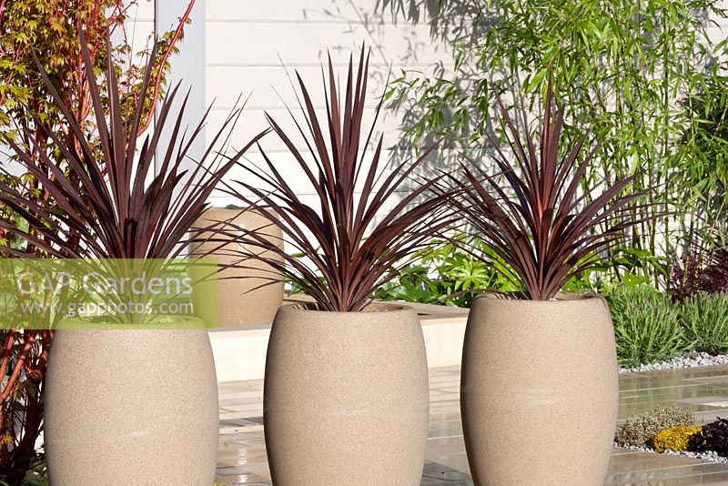 Cordyline australis in containers 'Off the Shelf'. Awarded Silver Gilt RHS Cardiff Show 2012