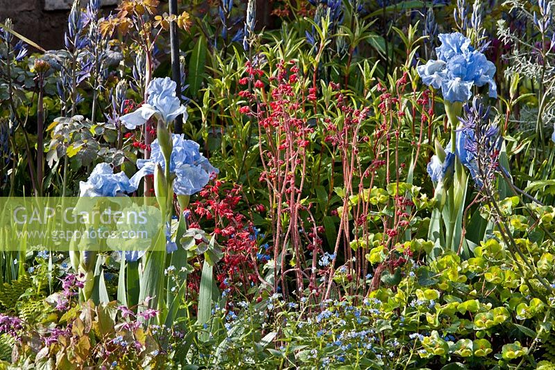 Iris, Euphorbia and forget me Nots in 'Urban Oasis' - RHS Show Cardiff 2012
