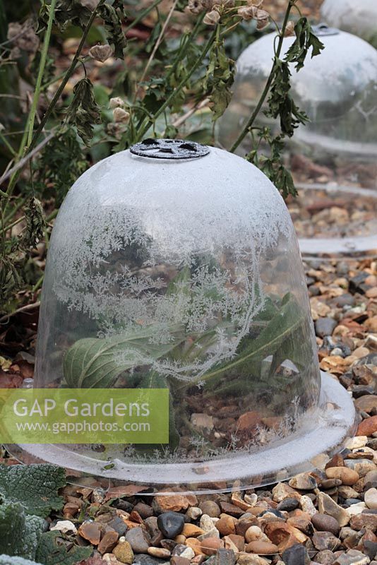 Frost on cloche protection of Echium pininana 'Tower of Jewels' in February 