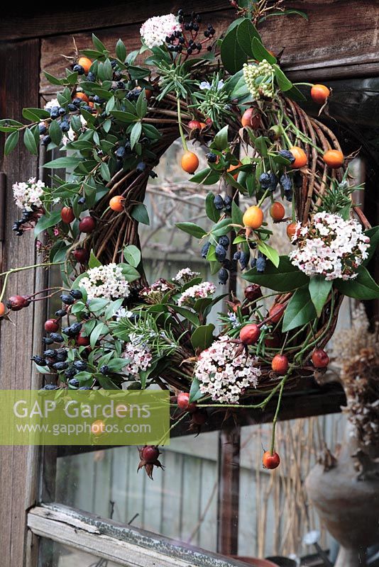 Winter wreath of ornamental shrubs - Myrtus communius, Viburnum tinus, Rose hips of Rosa 'Red Facade' and Rosemarinus officinalis on shed door