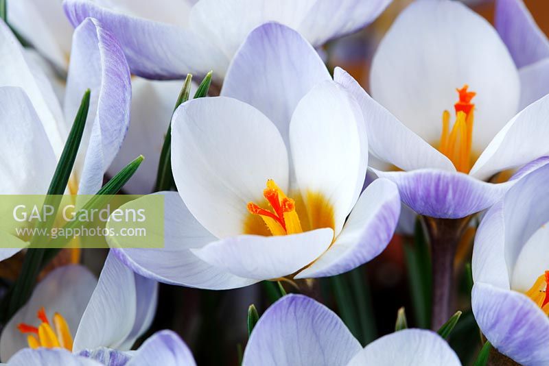 Crocus biflorus 'Blue Pearl' AGM. Syn. Crocus chrysanthus 'Blue Pearl' 