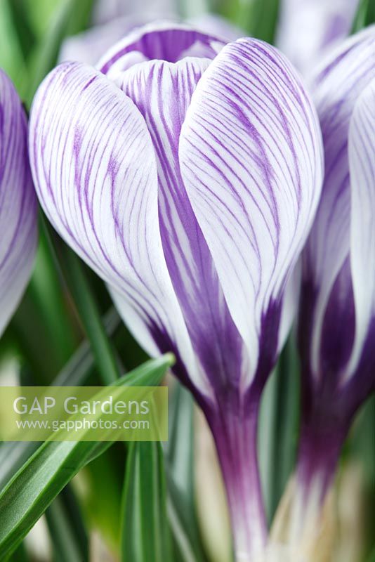 Crocus x cultorum 'Pickwick' 