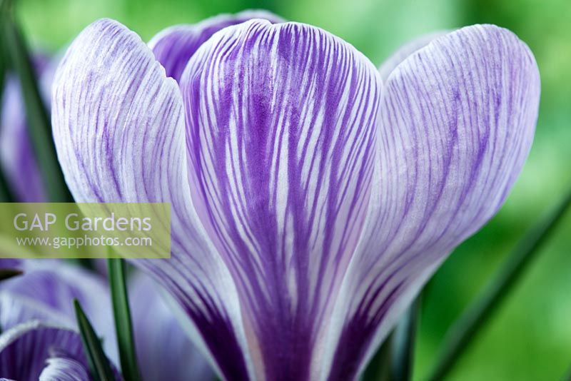 Crocus x cultorum 'Pickwick'