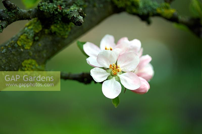 Malus domestica 'Ribston Pippin' - spring blossom