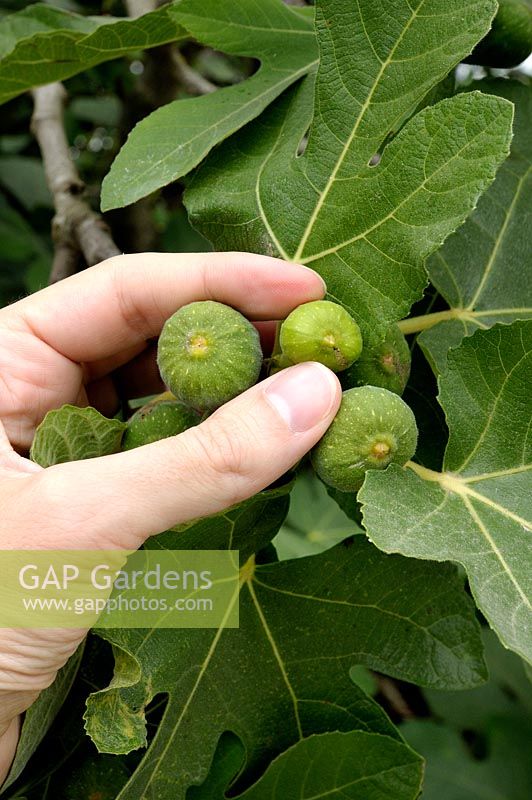 Thinning out fruits of young figs to give fewer but larger and better quality fruit