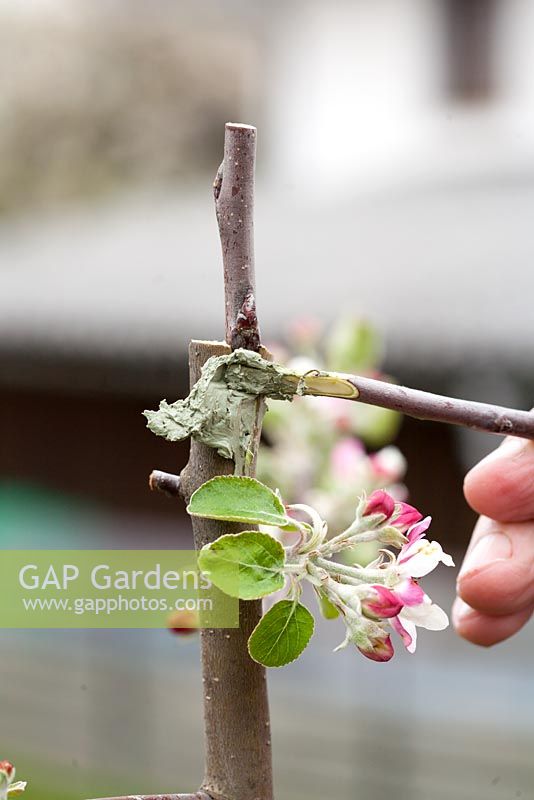 Grafting Malus 'Dome' - Man covering cut surfaces with grafting compound