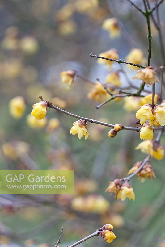 Chimonanthus praecox var. concolor - Wintersweet 