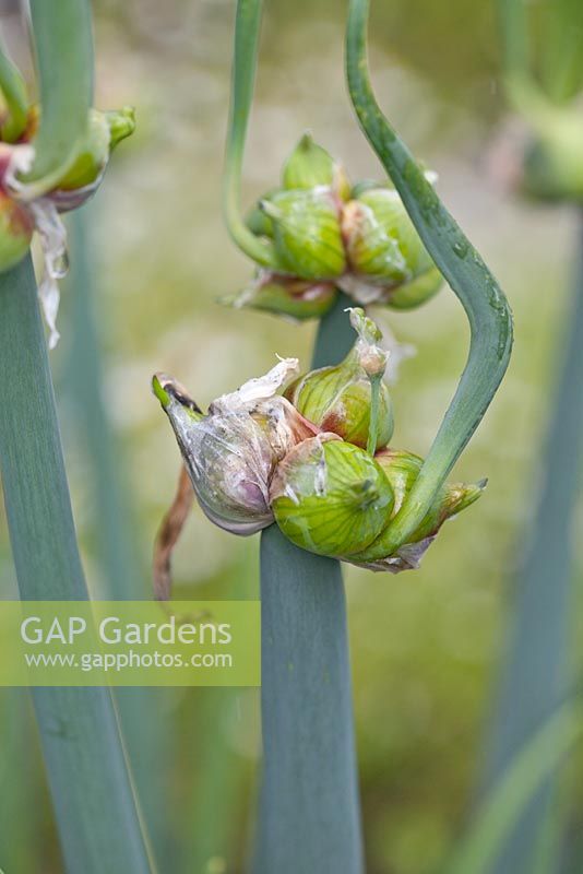 Allium cepa var. proliferum - Onions