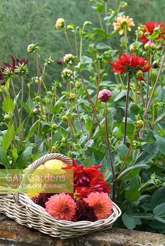 Cut Dahlias in a wicker trug style basket including -  Dahlia 'Arabian Night', Dahlia ' Karma Corona' and Dahlia 'Nuit D'Ete' on a wall by the same growing Dahlias in an organic kitchen garden, late September