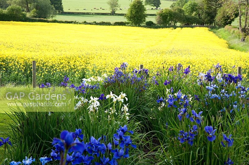 Iris sibirica backed by bright yellow field of oil seed rape, Aulden Farm