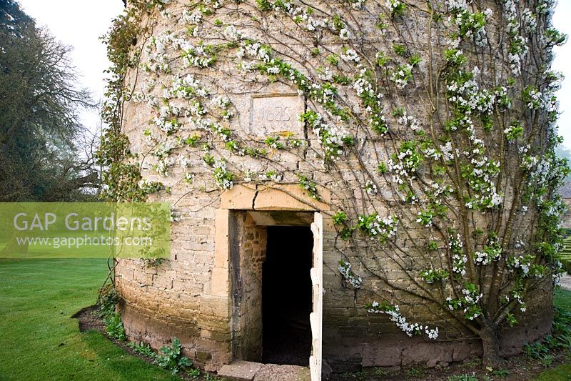 Circular pigeon house dating from 1685, with trained fruit trees curving around its wall. Rousham House