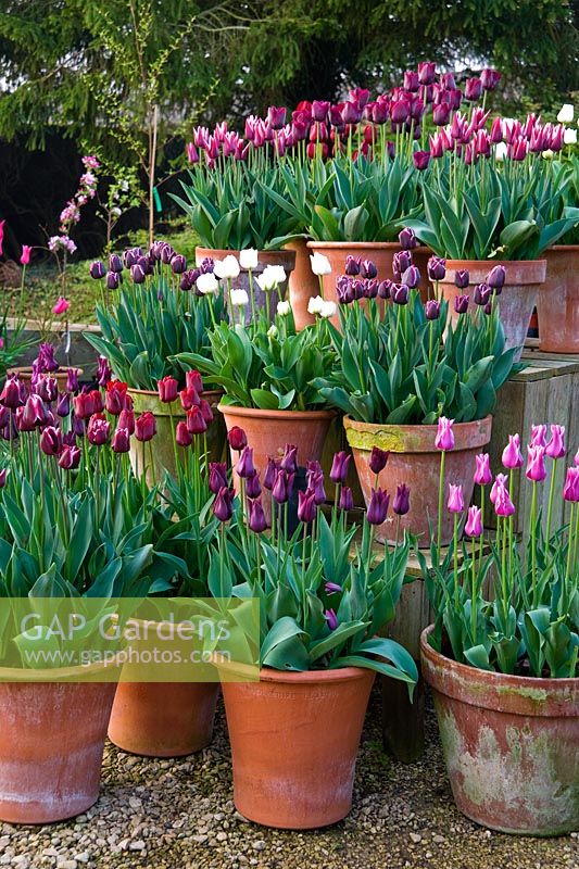 Pots of purple, red, pink and white tulips in the gardeners' yard include Tulipa 'Jackpot', T.'Ronaldo', white T.'Mount Tacoma' and deep purple T.'Havran'. Rousham House