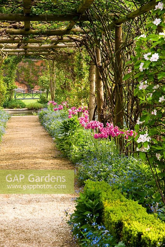 Pergola in the Walled Garden is underplanted with Tulipa 'Ballade' and Brunnera macrophylla, while later in the season it is covered with Rosa filipes 'Kiftsgate', Rosa 'Wedding Day', Rosa 'Alberic Barbier' and Wisteria - Rousham House, Bicester, Oxon, UK