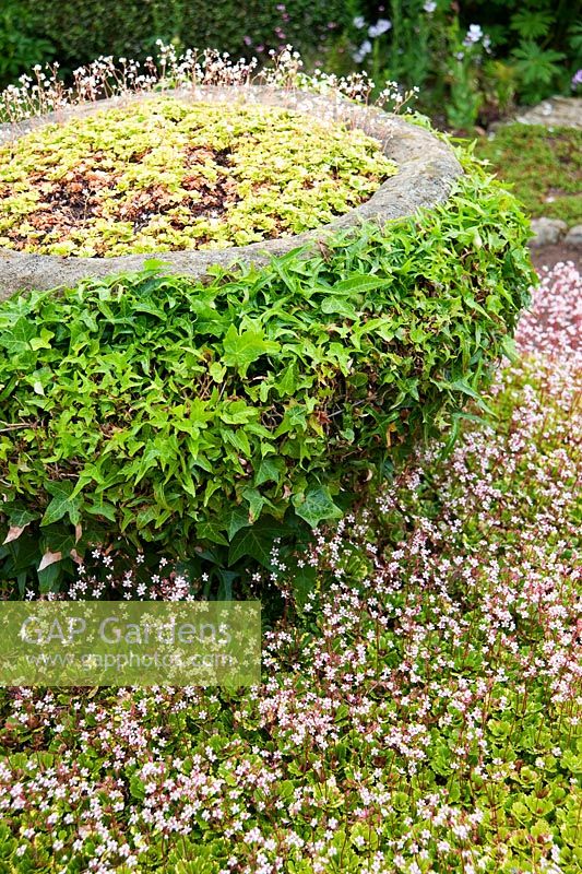 Stone container in the Flower Garden planted with saxifrage and clothed with clipped ivy - Herterton House, Hartington, Northumberland, UK