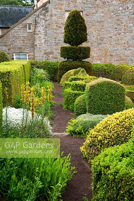 The Formal Garden at the front of the house features box and yew topiary with yellow spikes of Asphodeline lutea - Herterton House, Hartington, Northumberland, UK