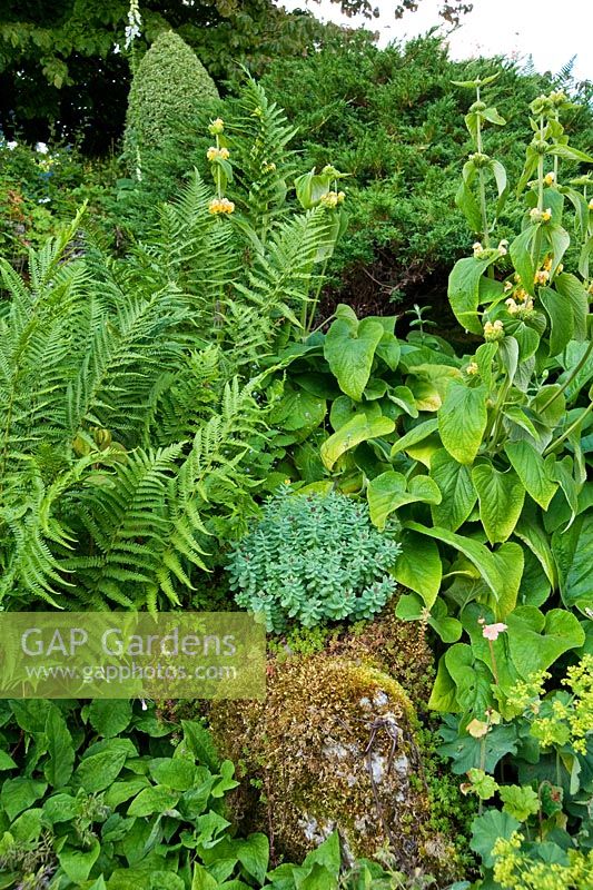 The sloping rockery combines formality and naturalism with clipped box forms surrounded here by soft ferns, Phlomis russeliana and self seeded Sedums - Mindrum, nr Cornhill on Tweed, Northumberland, UK