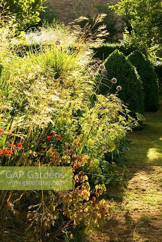 Flowerheads of Stipa gigantea and seedpods of honesty catch early morning sun, with clipped box pyramids beyond - Yews Farm, Martock, Somerset, UK