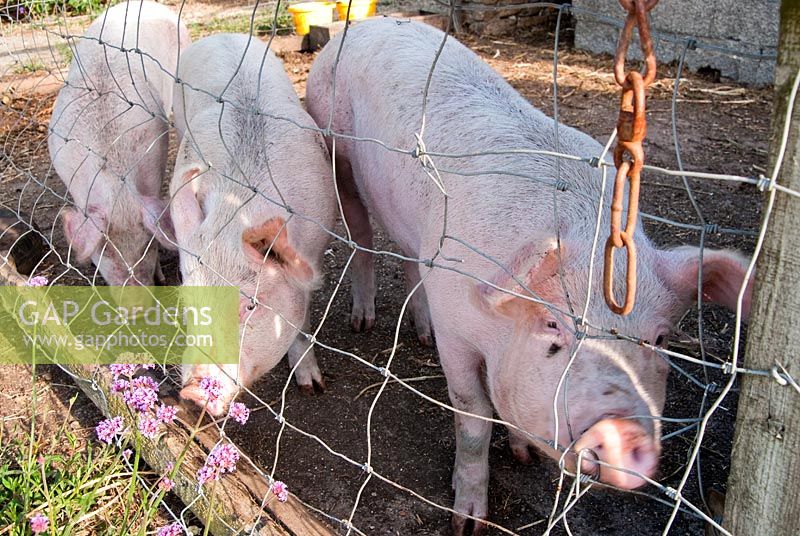 Middle x large white pigs - Yews Farm, Martock, Somerset, UK