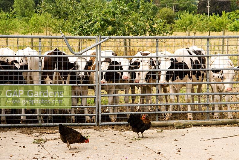 Surrounding fields are rented to neighbouring farmers for their stock - Yews Farm, Martock, Somerset, UK