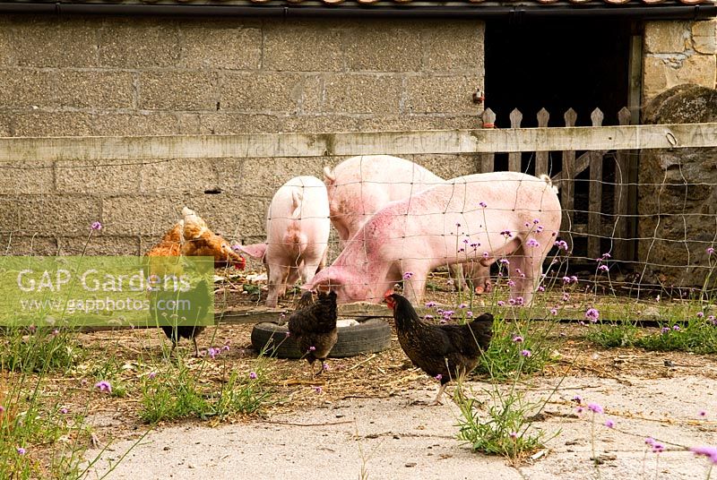 Middle x large white pigs recycle household waste into bacon and sausages - Yews Farm, Martock, Somerset, UK