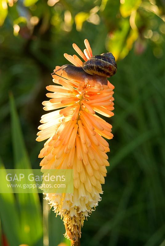Snail on Kniphofia 'Toffee Nosed' - Yews Farm, Martock, Somerset, UK