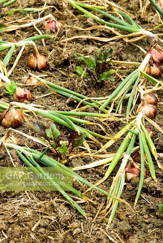 Beetroots planted between onions - Yews Farm, Martock, Somerset, UK