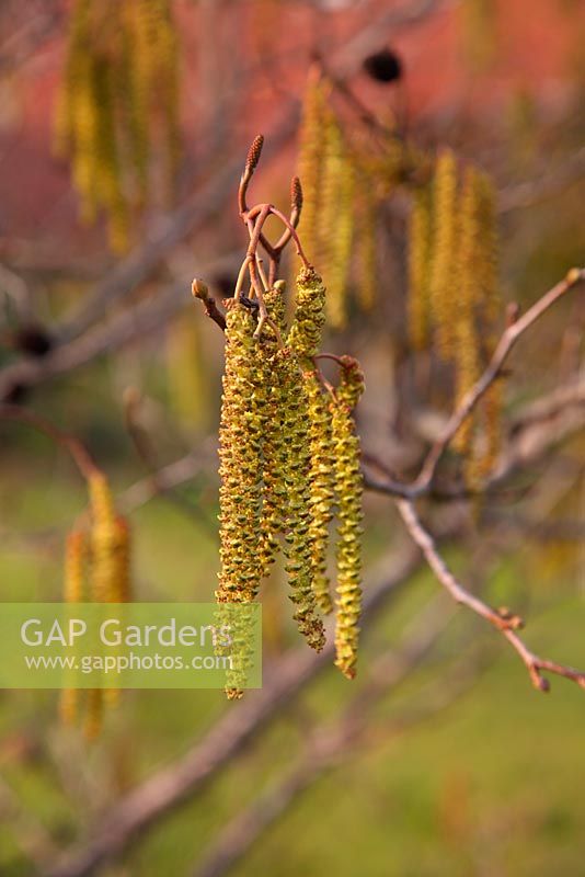 Alnus cordata - Italian Alder in flower