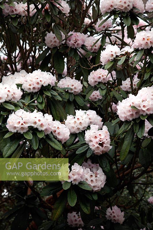 Rhododendron montroseanum - Valley Gardens, Windsor