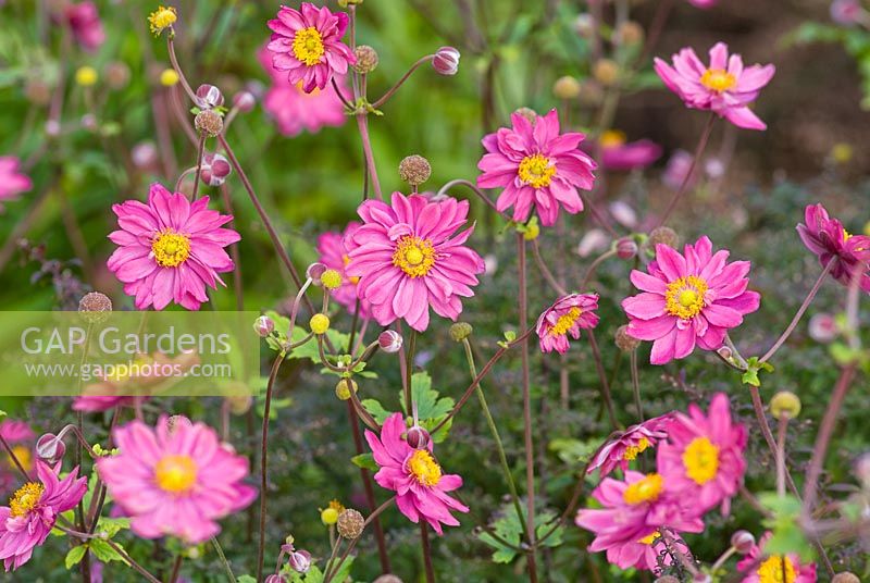 Anemone hupehensis var. japonica 'Pamina' - Japanese Windflower, September