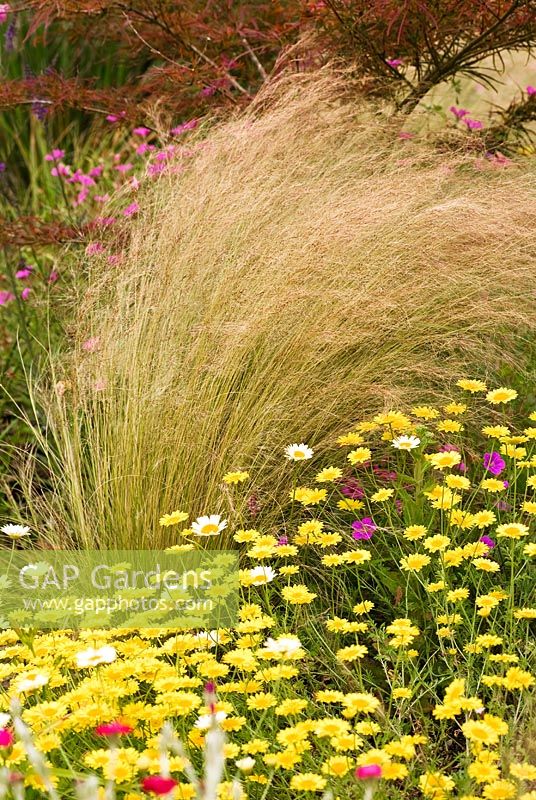 Anthemis tinctoria 'Dwarf' - Golden Marguerite, Ox-Eye Chamomile and Stipa tenuissima - Spear Grass, July