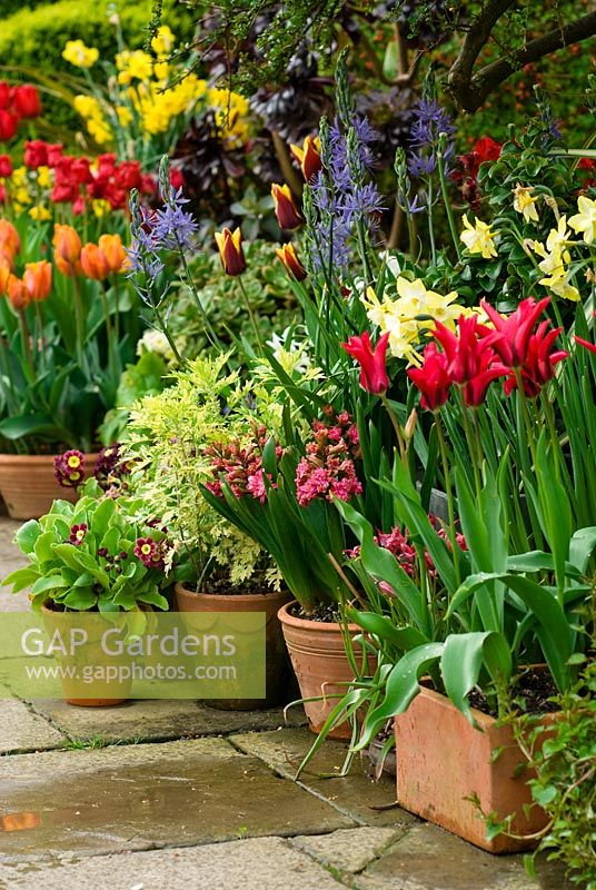 Display of spring flowering bulbs in containers by front door at Great Dixter in Sussex including Tulips, Daffodil, Primula auricula, Hyacinth, Camassia and Artemisia 'Limelight' in April