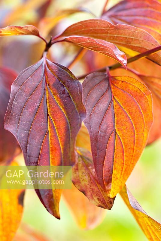 Cornus alba - Red Barked Dogwood in November